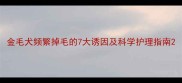 金毛犬频繁掉毛的7大诱因及科学护理指南