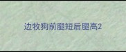边牧狗前腿短后腿高