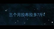 三个月拉布拉多7斤