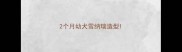 2个月幼犬雪纳瑞造型