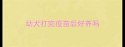幼犬打完疫苗后好养吗