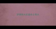 萨摩耶大还是哈士奇大