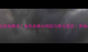 拉布拉多短鼻犬金毛的鼻头特征与常见误区养宠必看