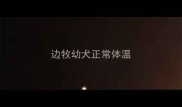 边牧幼犬正常体温