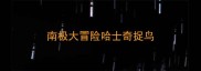 南极大冒险哈士奇捉鸟