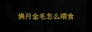 俩月金毛怎么喂食