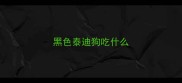 黑色泰迪狗吃什么