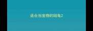 适合当宠物的陆龟