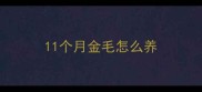 11个月金毛怎么养
