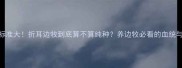 边牧纯种标准大折耳边牧到底算不算纯种养边牧必看的血统与品相指南
