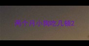两个月小狗吃几顿