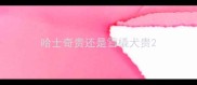 哈士奇贵还是雪橇犬贵