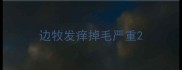 边牧发痒掉毛严重