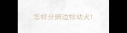 怎样分辨边牧幼犬