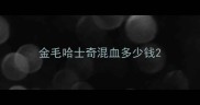 金毛哈士奇混血多少钱