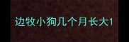 边牧小狗几个月长大