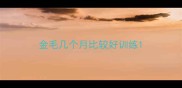 金毛几个月比较好训练
