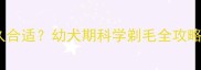 泰迪犬胎毛剃多久合适幼犬期科学剃毛全攻略附注意事项