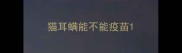 猫耳螨能不能疫苗
