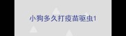 小狗多久打疫苗驱虫