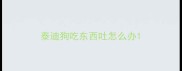 泰迪狗吃东西吐怎么办