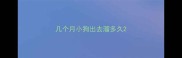 几个月小狗出去溜多久