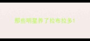 那些明星养了拉布拉多