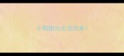 小狗跑出去没回来