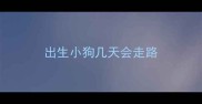 出生小狗几天会走路