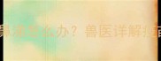 狗狗打疫苗后流清鼻涕怎么办兽医详解疫苗反应与应对指南