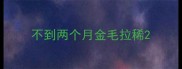 不到两个月金毛拉稀