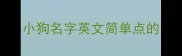 小狗名字英文简单点的