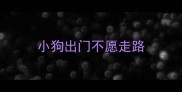 小狗出门不愿走路
