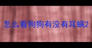 怎么看狗狗有没有耳螨