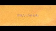 萨摩几个月换毛期