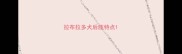 拉布拉多犬后肢特点