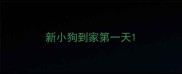 新小狗到家第一天