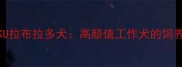 布莱尔CKU拉布拉多犬高颜值工作犬的饲养全攻略