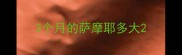 3个月的萨摩耶多大
