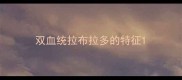 双血统拉布拉多的特征