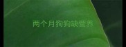 两个月狗狗缺营养