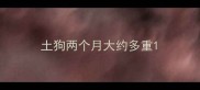 土狗两个月大约多重