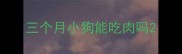 三个月小狗能吃肉吗