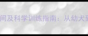 边境牧羊犬注意力集中时间及科学训练指南从幼犬到成年的全周期培养方案