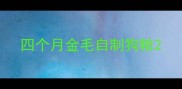 四个月金毛自制狗粮