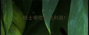 哈士奇吃意大利面