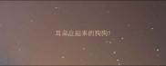 耳朵立起来的狗狗