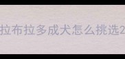 拉布拉多成犬怎么挑选