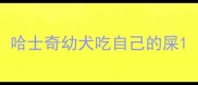 哈士奇幼犬吃自己的屎