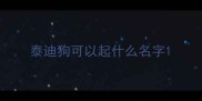 泰迪狗可以起什么名字